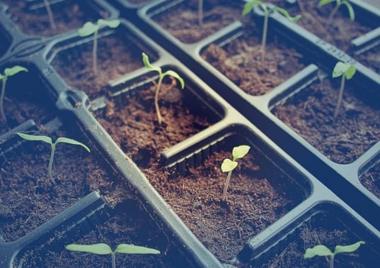 tomatoe seedlings