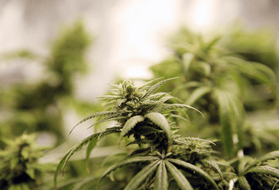 Is Recreational Cannabis Legal in Your State? (Infographic)