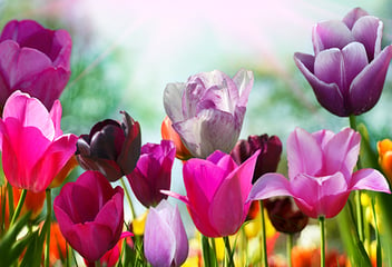 bigstock-Beautiful-spring-flowers-17487914 (1)