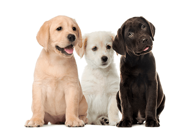 Three Pieces of Legislation You Need to Know This International Puppy Day