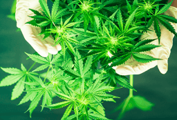 bigstock-Marijuana-Leaves-Planting-Wee-259475200 (1)