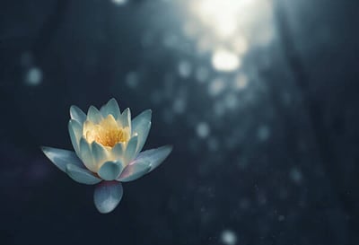 Lawyer Wellbeing Week Part III: Lawline Faculty Share Their Wellness Strategies for Emotional and Occupational Wellbeing